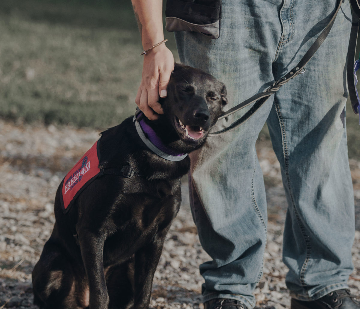 Warrior Freedom Newsletter Archive - Warrior Freedom Service Dogs